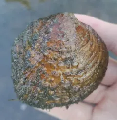 Purple Wartyback thumbnail 2