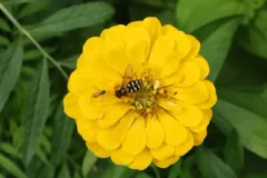 Yellow-margined Flower Fly thumbnail 4