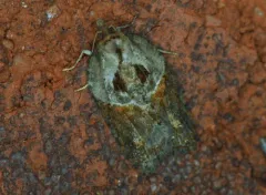 Acleris inana thumbnail 3