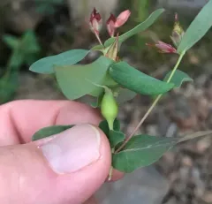Neolasioptera triadenii thumbnail 4