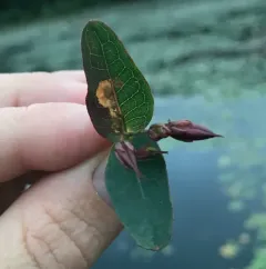 Fomoria hypericella thumbnail 3