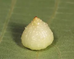 Hickory Popover Gall Midge thumbnail 4