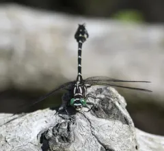 Zebra Clubtail thumbnail 2