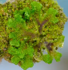 Common Kettlewort thumbnail 4