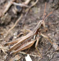 Pasture Locust thumbnail 3