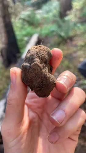 Daldinia loculata