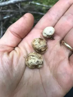 Russula similaris thumbnail 3