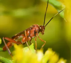 Exetastes angustoralis thumbnail 3