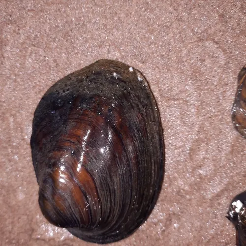 Three-ridge Mussel