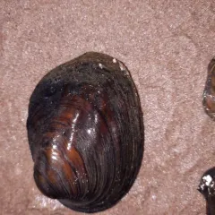 Three-ridge Mussel thumbnail 1