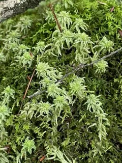 Sphagnum missouricum thumbnail 2
