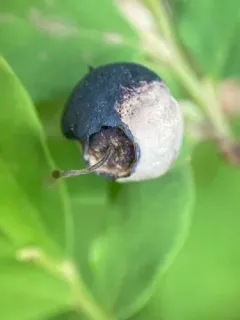 Monilinia vaccinii-corymbosi thumbnail 2
