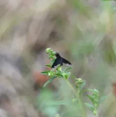 Black Bee Fly thumbnail 4