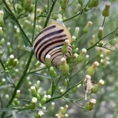 White-lipped Snail thumbnail 4