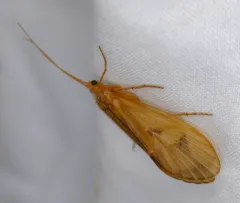 Onocosmoecus unicolor thumbnail 3