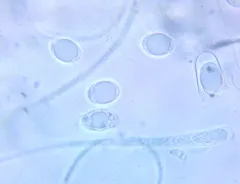 Helvella fibrosa thumbnail 2