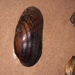 Black Sandshell thumbnail 3