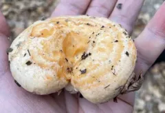 Lactarius pseudodelicatus thumbnail 3