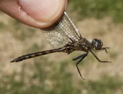 Dot-winged Baskettail thumbnail 2