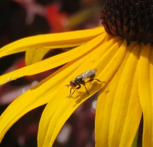 Thecophora occidensis