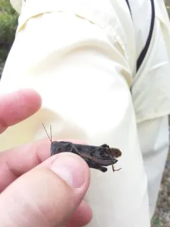 Boll's Grasshopper thumbnail 2