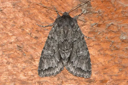 Xylotype acadia