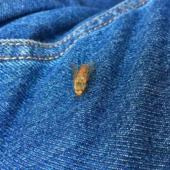 Golden Deer Fly thumbnail 2