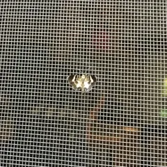 Trichodezia californiata thumbnail 1