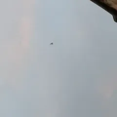Common Nighthawk thumbnail 1