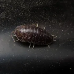 Curly Woodlouse thumbnail 2