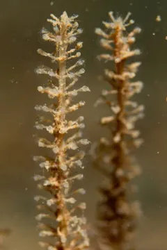 horsetail hydroid thumbnail 1