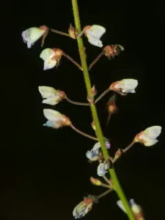Little-leaf Tick-clover thumbnail 4