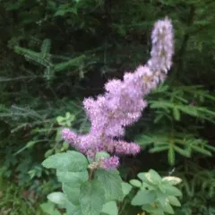 Steeplebush thumbnail 2