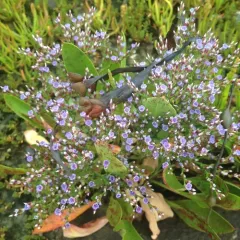 Carolina Sea Lavender thumbnail 2