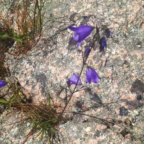 intermediate bellflower