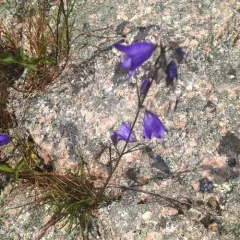 intermediate bellflower thumbnail 1