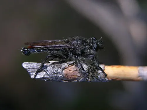Laphria aimatis