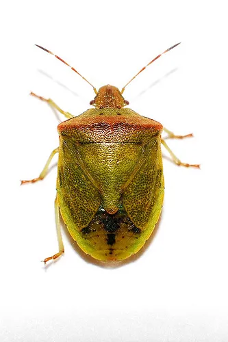 Thyanta calceata