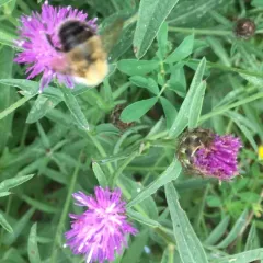 black knapweed thumbnail 2
