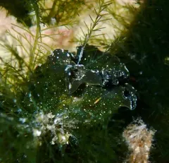 Hedgpeth's Sapsucker thumbnail 4
