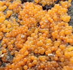 Hydropisphaera peziza thumbnail 3