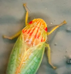 Eight-lined Leafhopper thumbnail 1