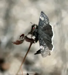 Funereal Duskywing thumbnail 1