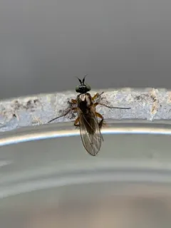 Dolichopus ramifer thumbnail 2