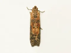 Hackberry Leafroller Moth thumbnail 2