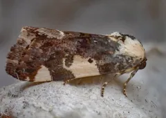 Exposed Bird Dropping Moth thumbnail 3