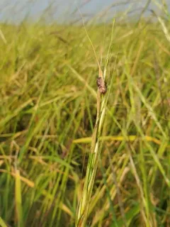 wildrice ergot thumbnail 3