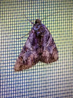 Little Wife Underwing thumbnail 2