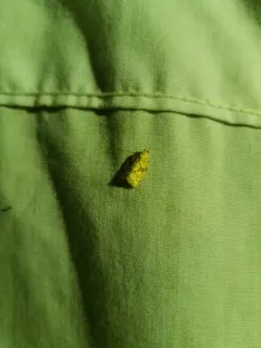 Adoxophyes furcatana thumbnail 1