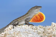 Brown Anole thumbnail 1